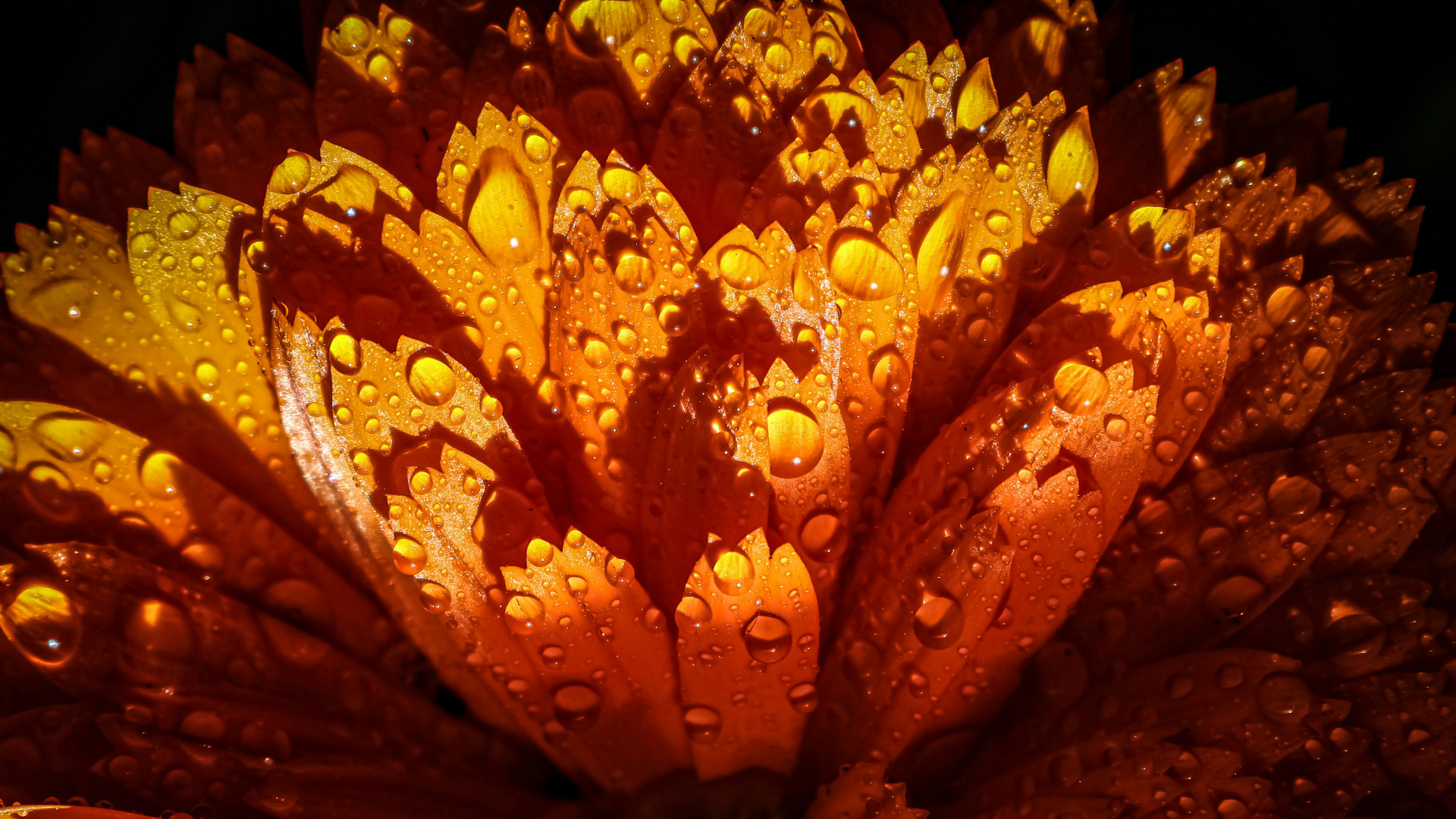 Calendula: The Golden Healer 🌼