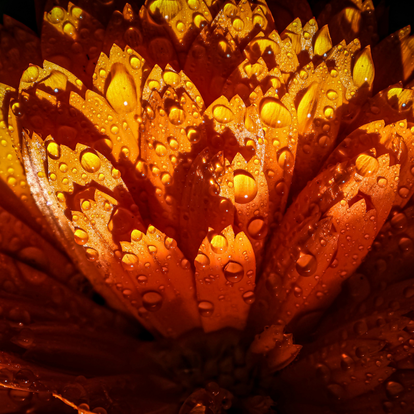 Calendula & Frankincense — Sacred Skin Ritual (Refillable Options)